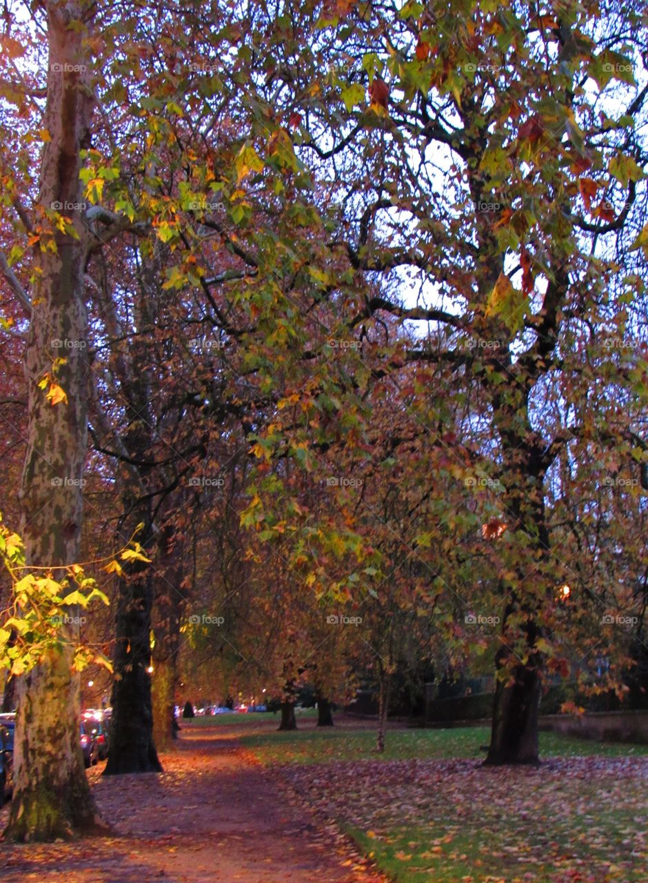 In the park