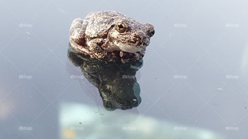 Tree frog and his reflection