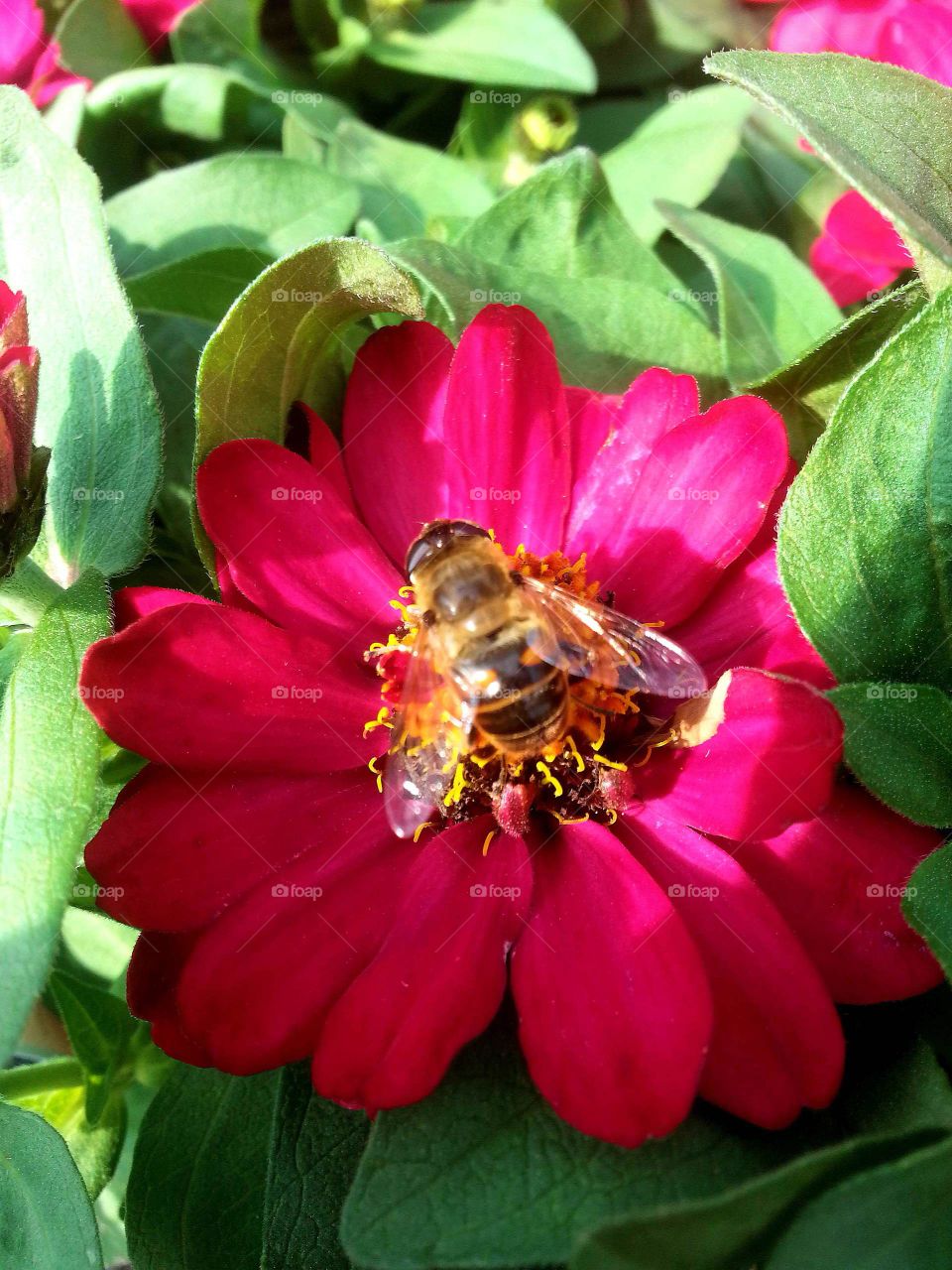 Close-up of bee pollinating on red flower