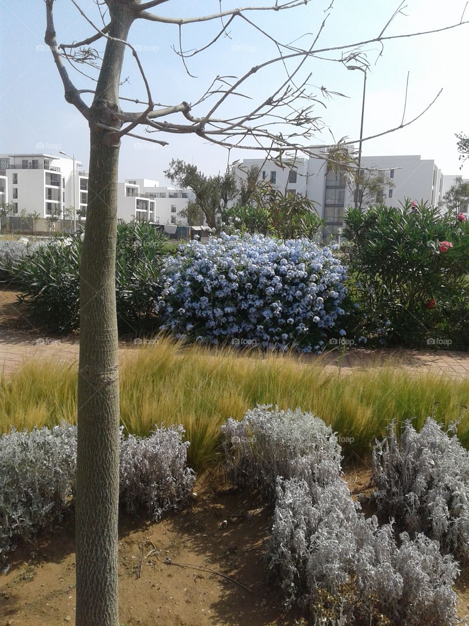 tree and flower