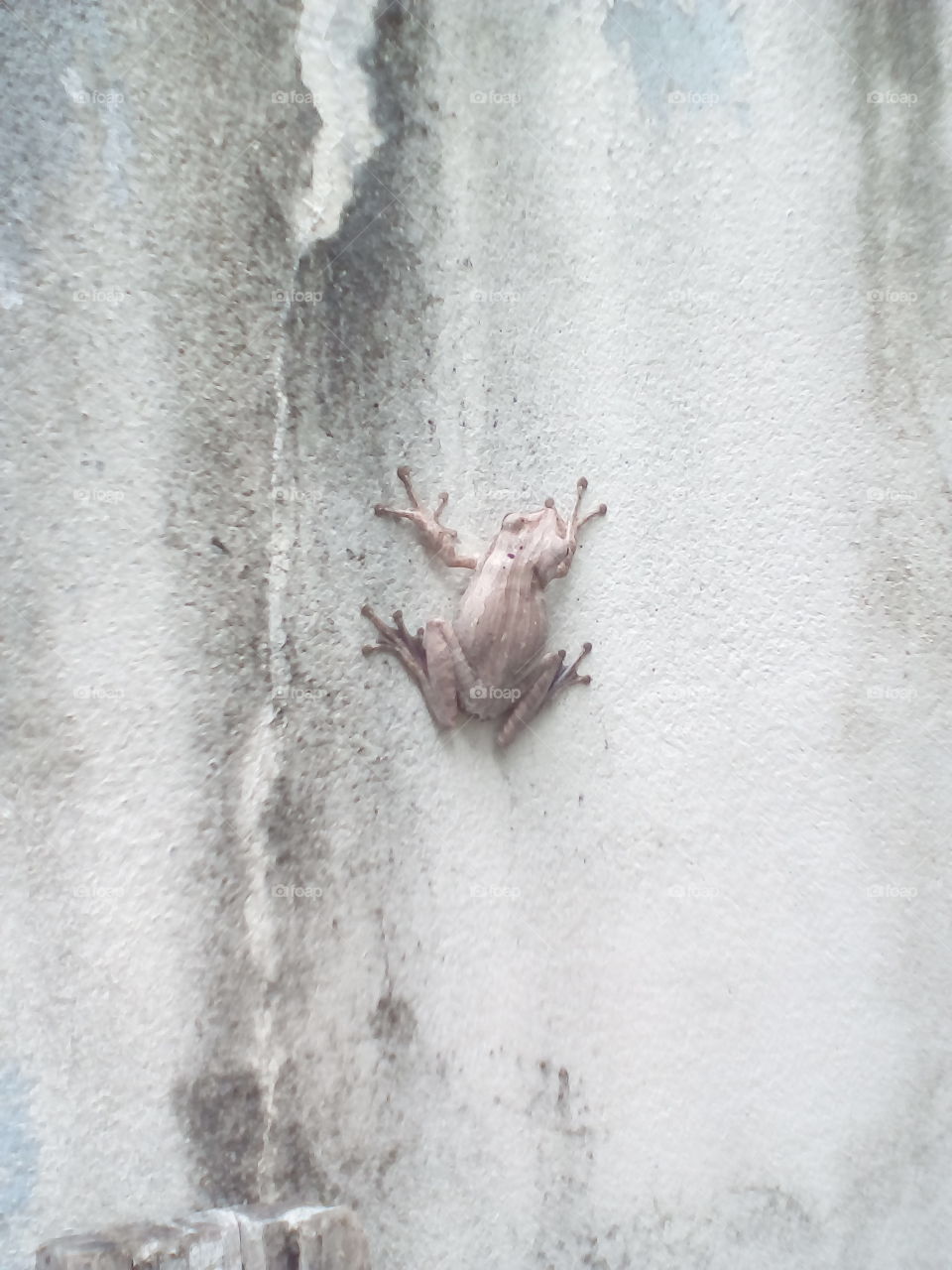 frog on the wall
