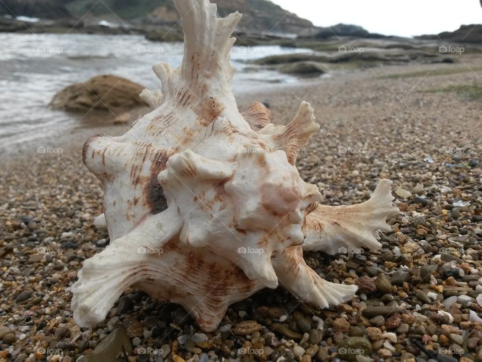 Seashell on beach