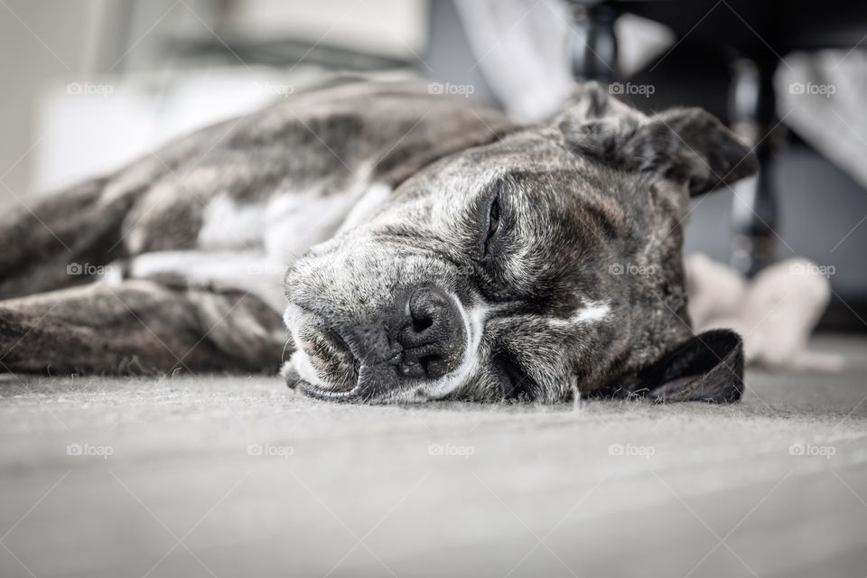 Sleepy boxer 