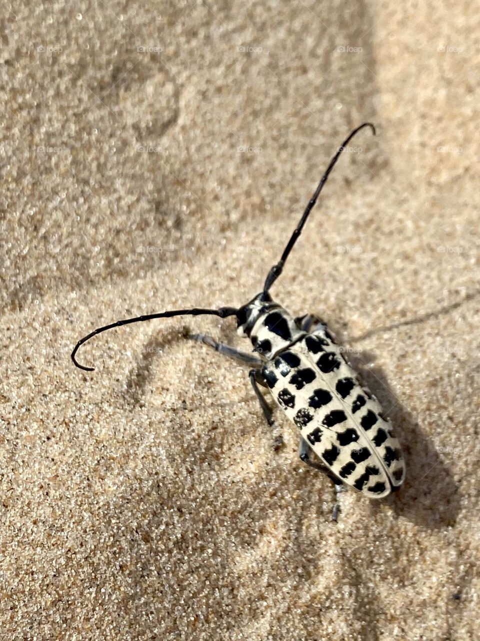 The insect in the image appears to be a type of longhorn beetle, characterized by its long antennae. The distinct black and white pattern on its body suggests it might be a Desert Longhorn Beetle (Derobrachus geminatus) or a closely related species. 