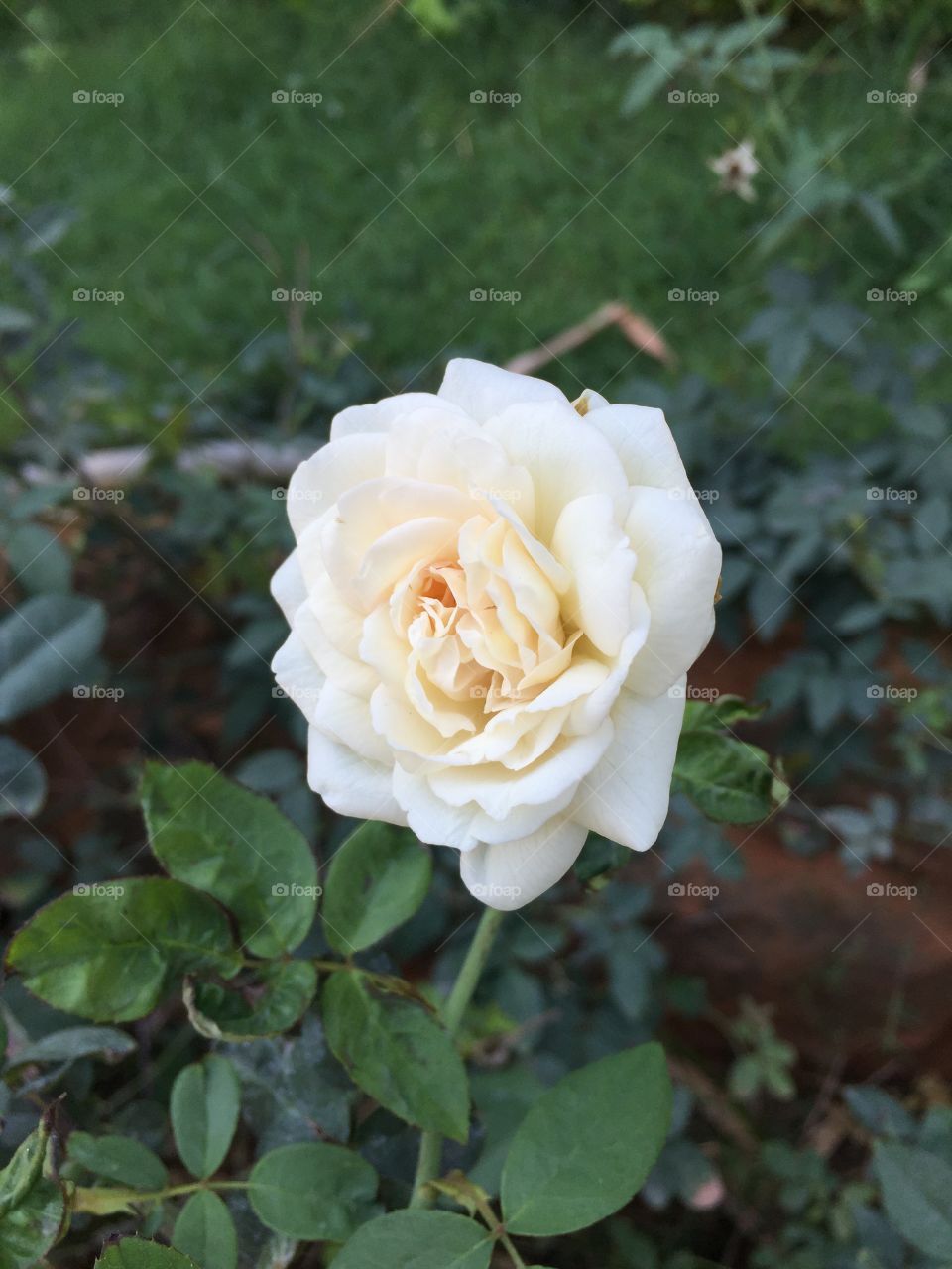 White rose single