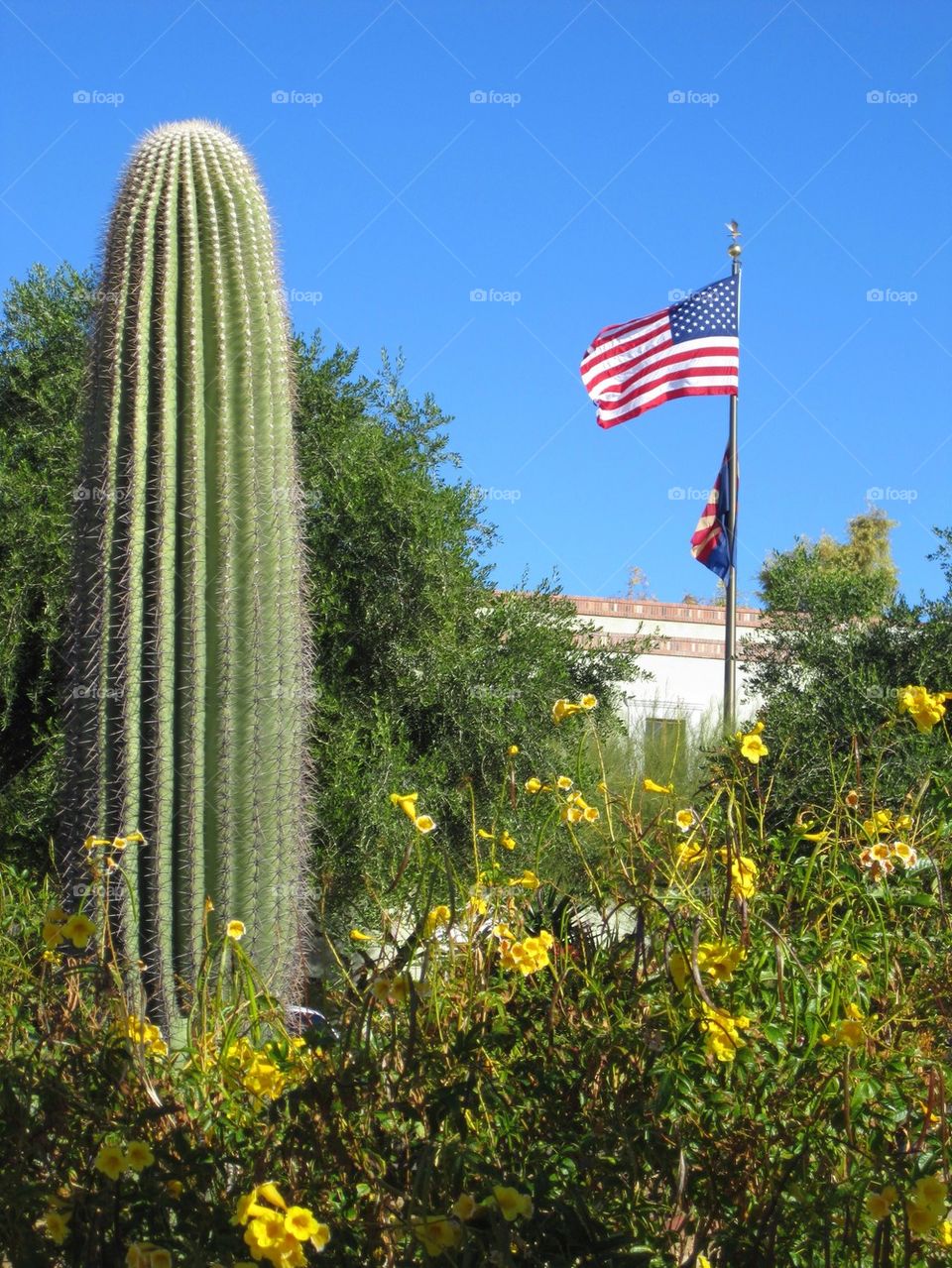 cactus arizona flag american flag by jeanello