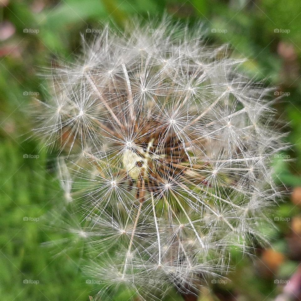 dandelion