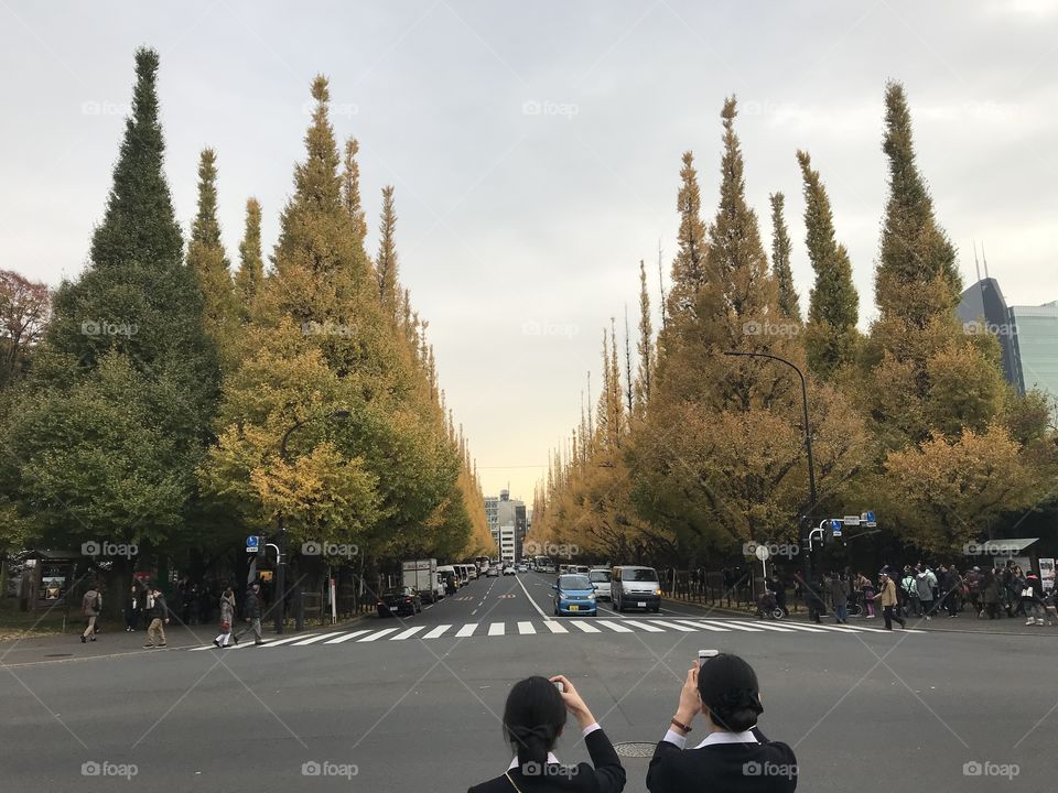 Tokyo, Japan – November 22, 2017: two Japanese ladies are taking photos of ginkgo trees with many tourists are strolling at ginkgo avenue, Meiji-Jingu Gaien, Tokyo, Japan
