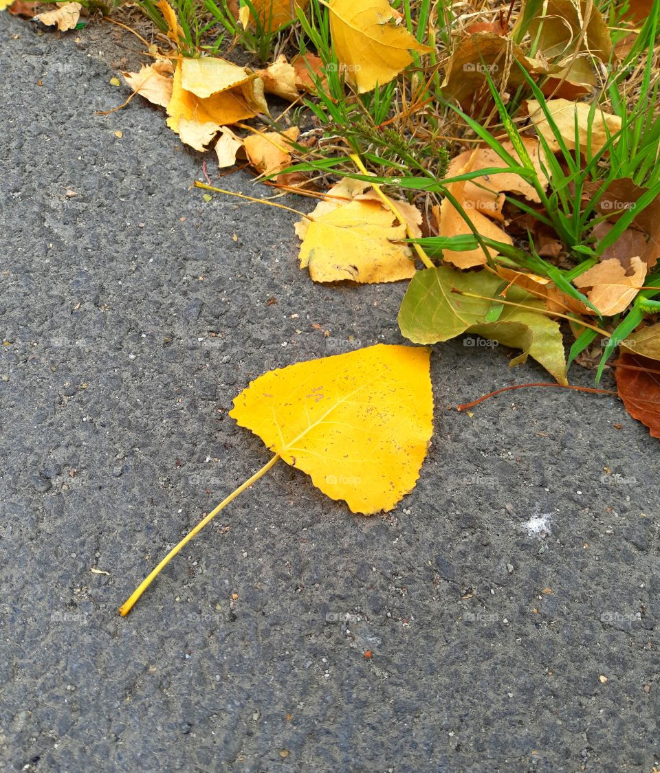An autumn leaf