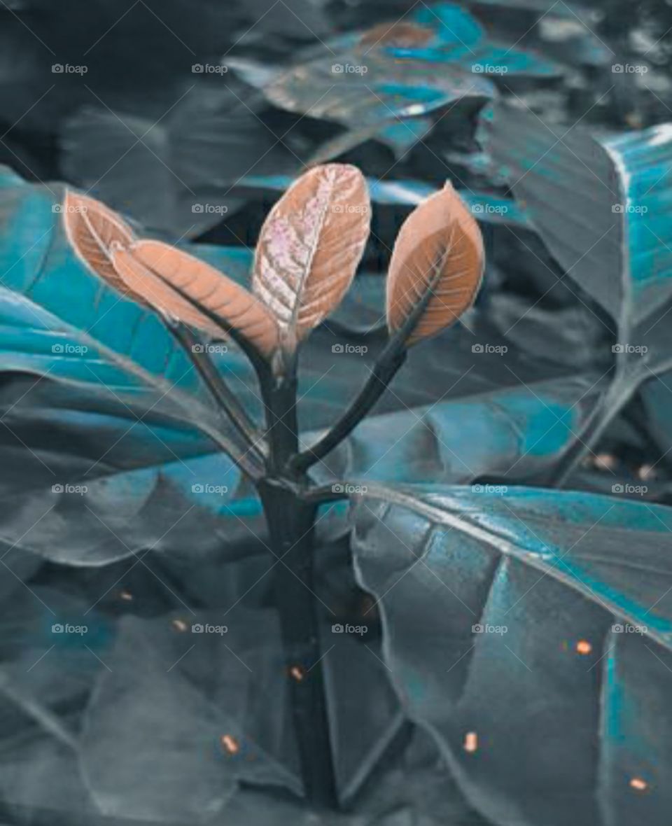 amazing leaves in plant