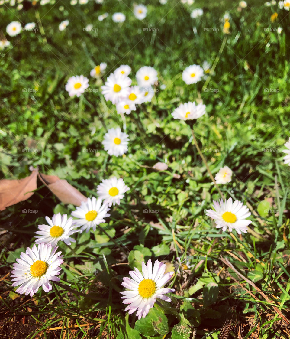 Pink tipped white petals and bright yellow centres of daisies growing out of the grace and pointing towards the sun