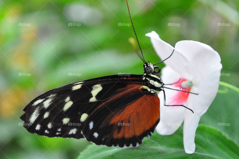 Black and orange butterfly 