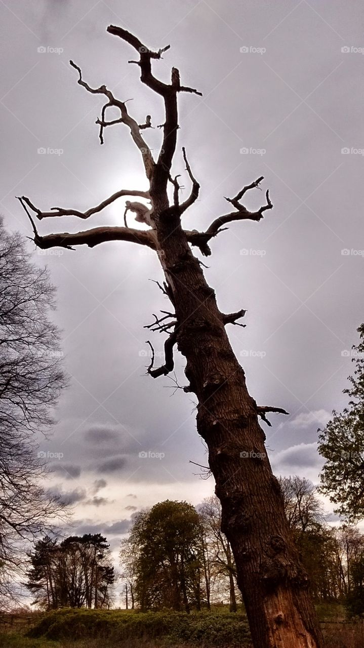 spooky tree. spooky old dead tree