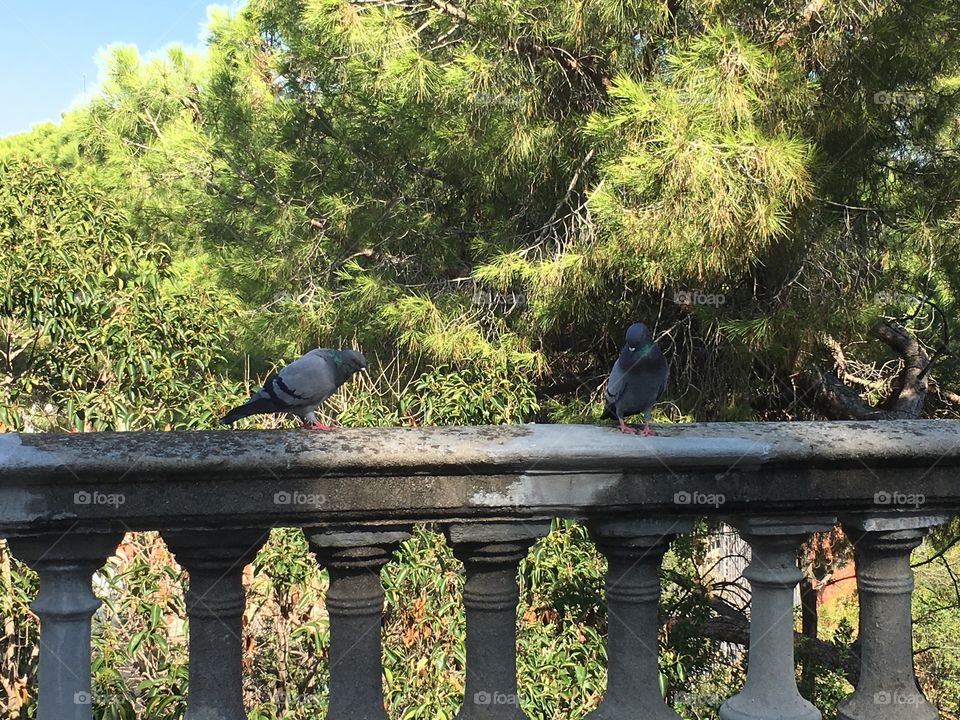 Pigeons in Barcelona 