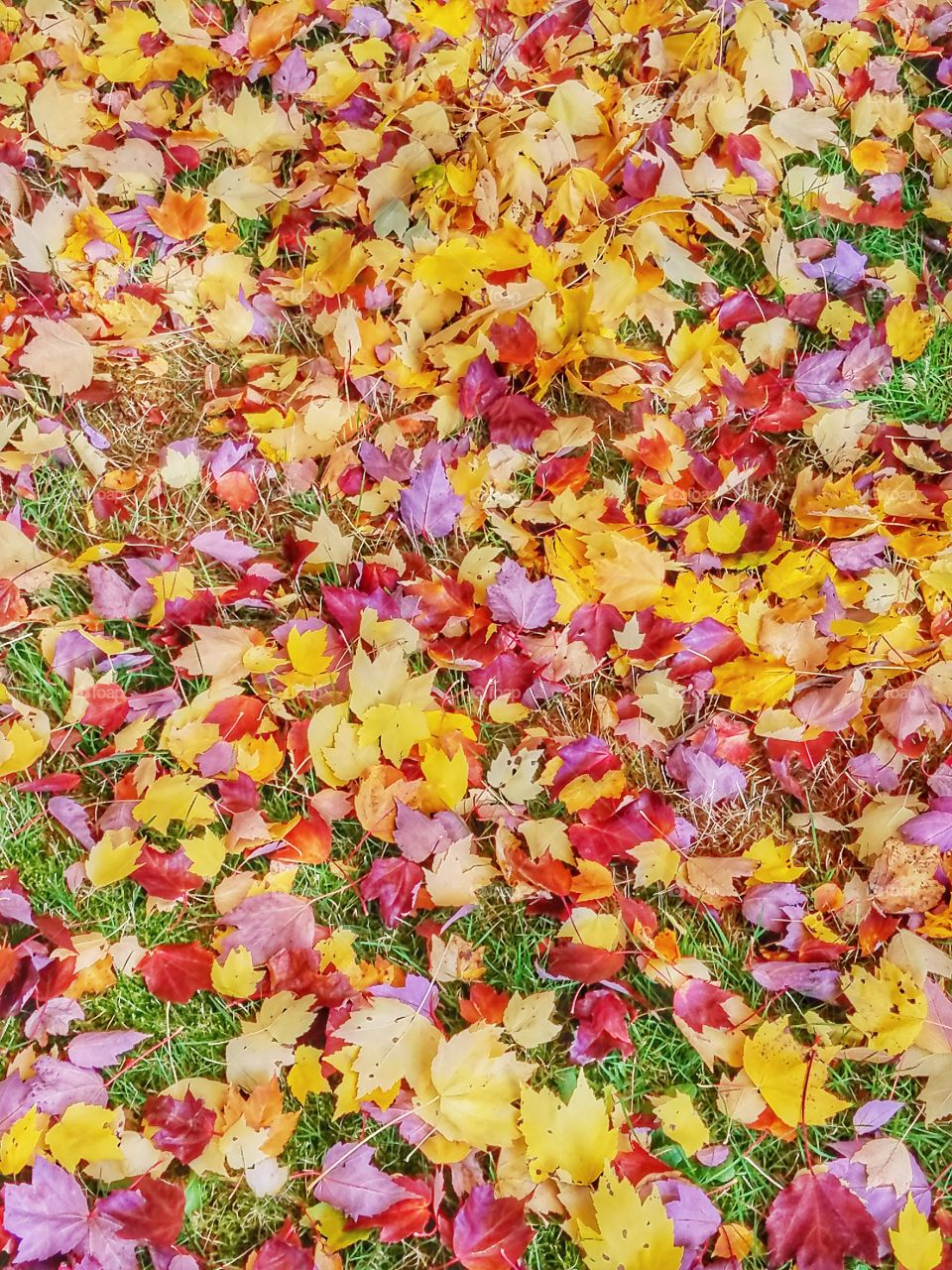 Colorful Leaves on the Ground