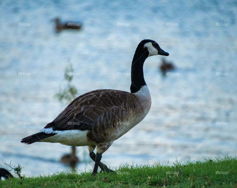Guardian of the geese patrolling the area where they are relaxing. 