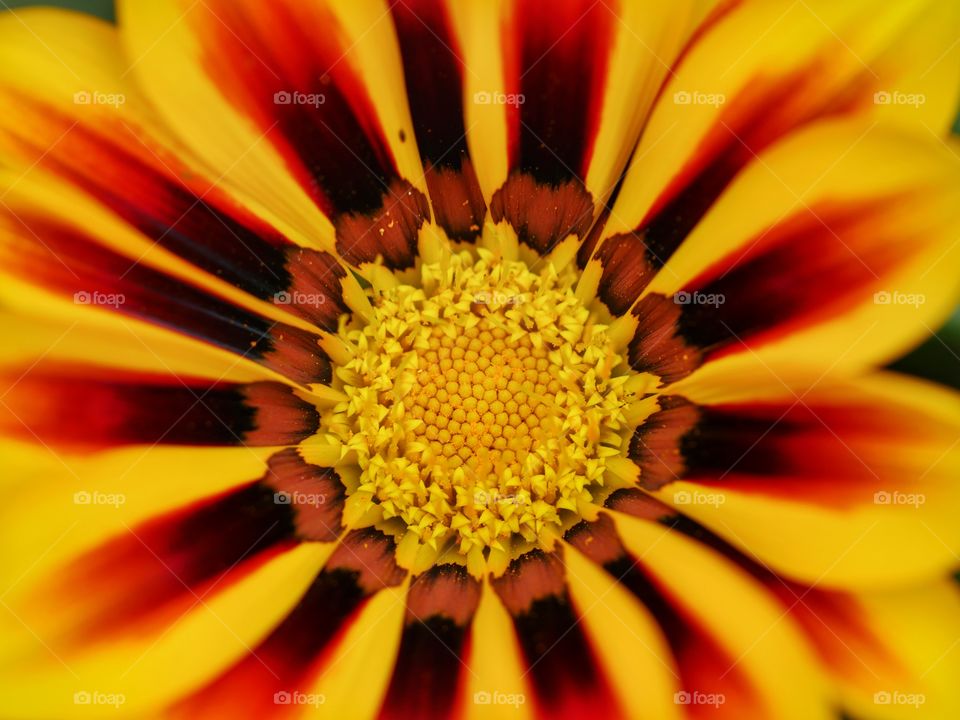 Close up of multi colored flower