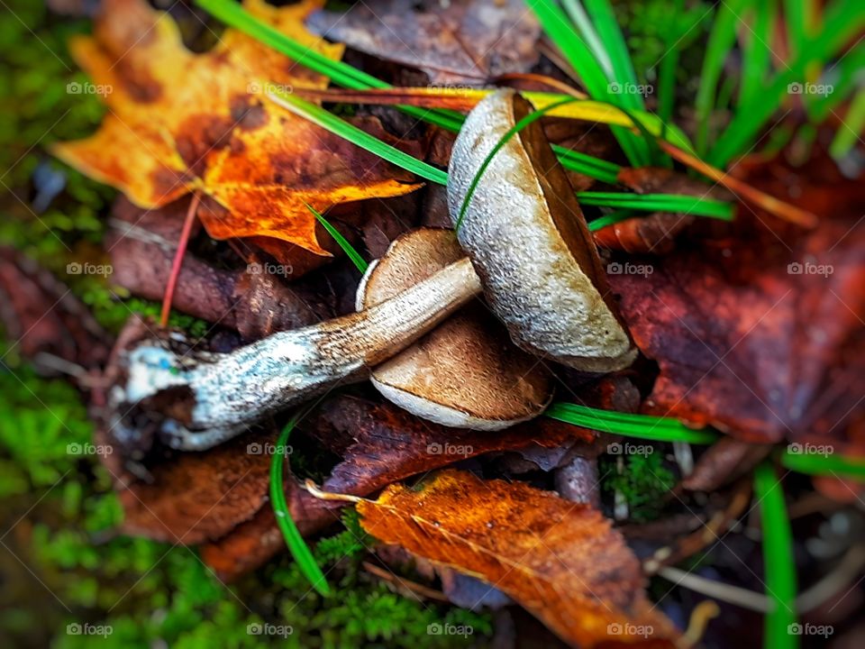Autumn forest Mushrooms