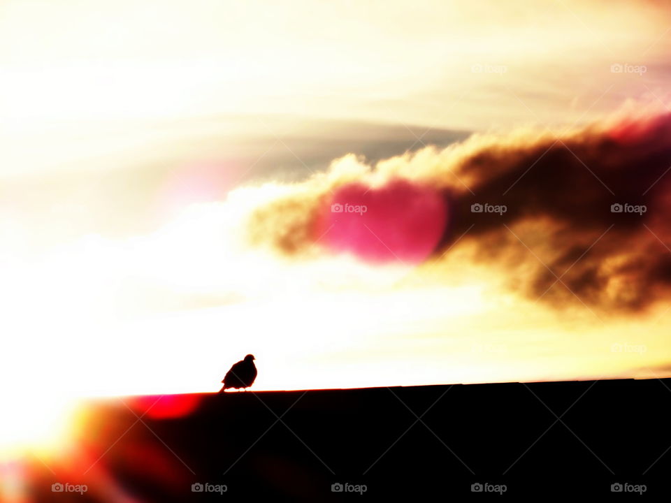 bird in the sunset. Ful in love Bird sitting on a neighbor's  roof admiring the sunset -looking little like the heart❤