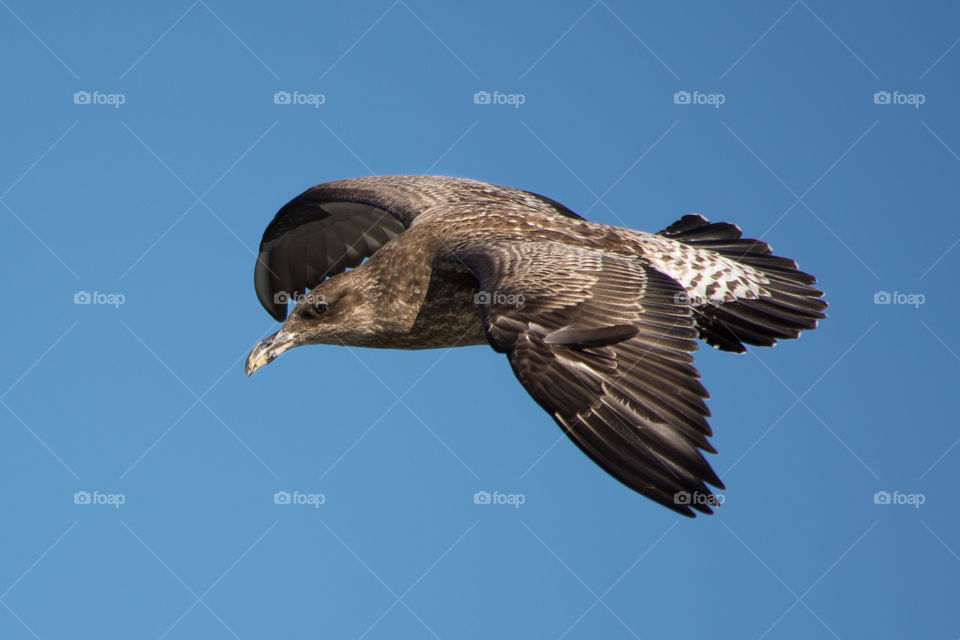 Bird in flight, sea gull