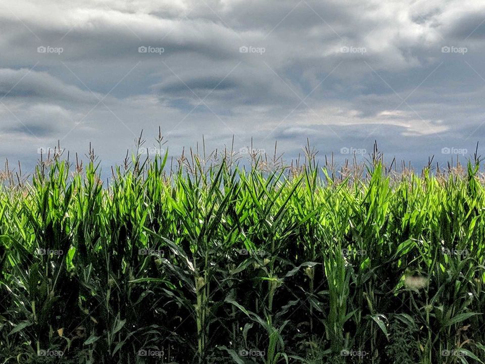 cornfield on a cloudy day