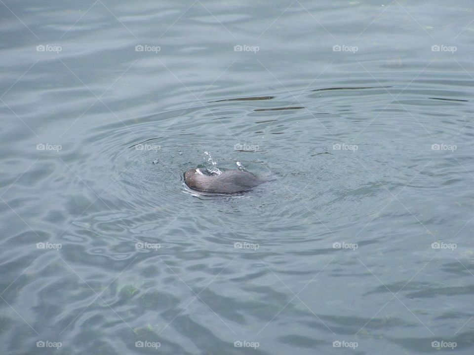 Swimming Otter.
