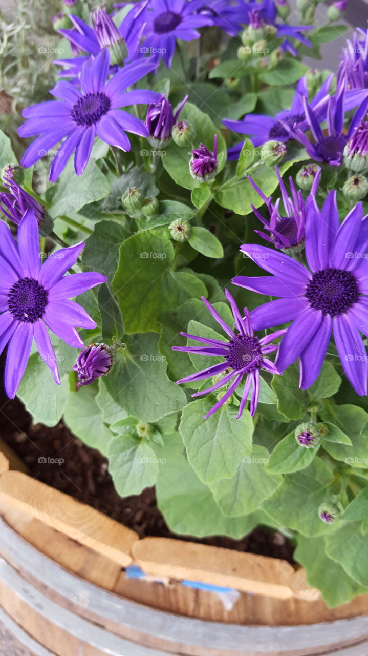 petunias