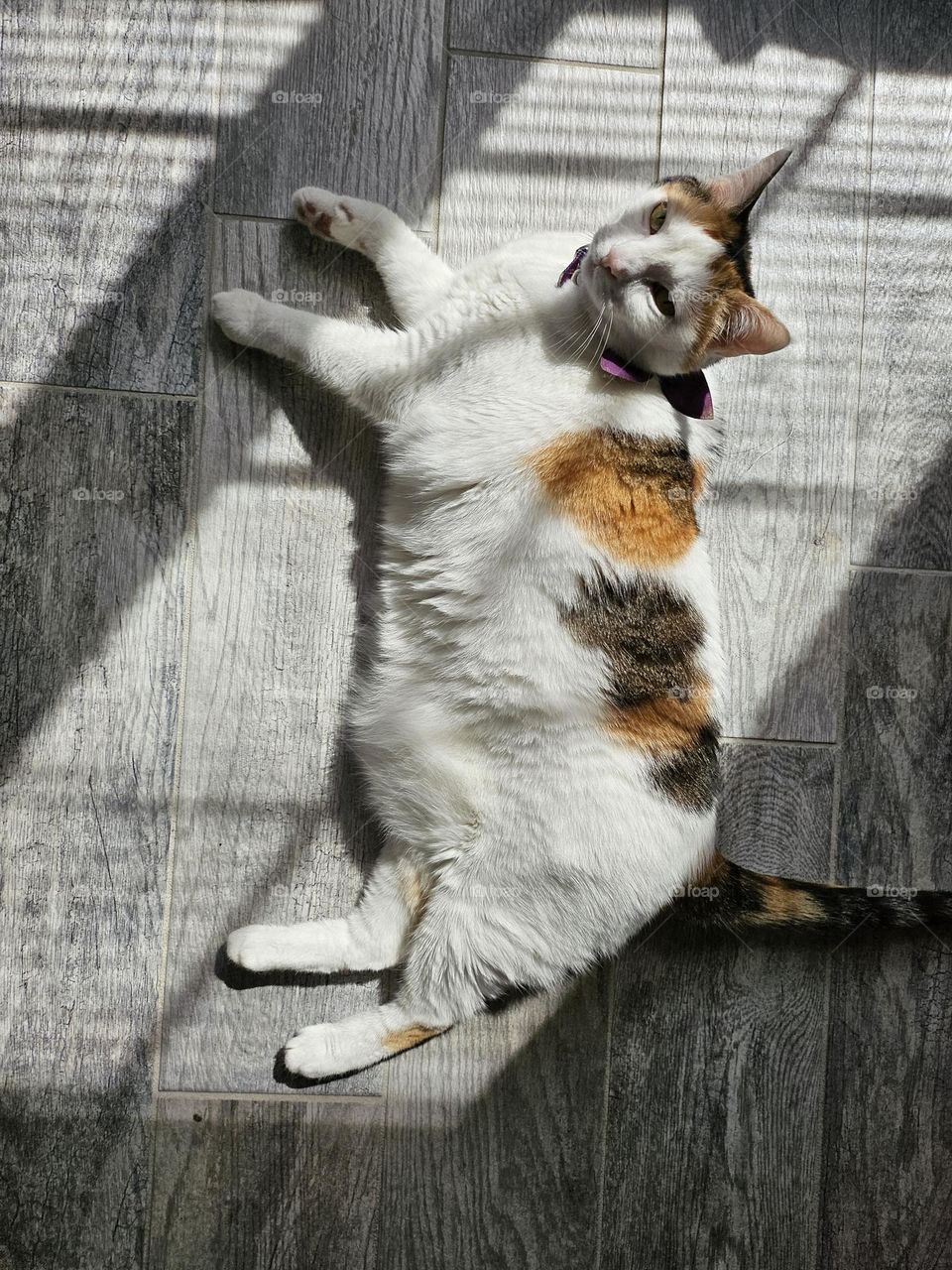 Calico cat Muffin sunbathing.