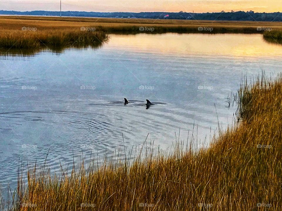 A pair of Dolphin