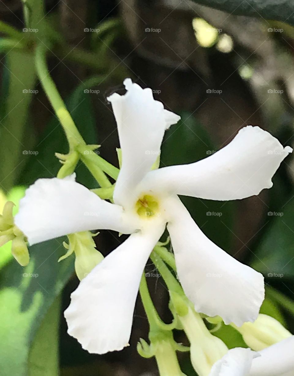 Closeup of a white flower from a vine