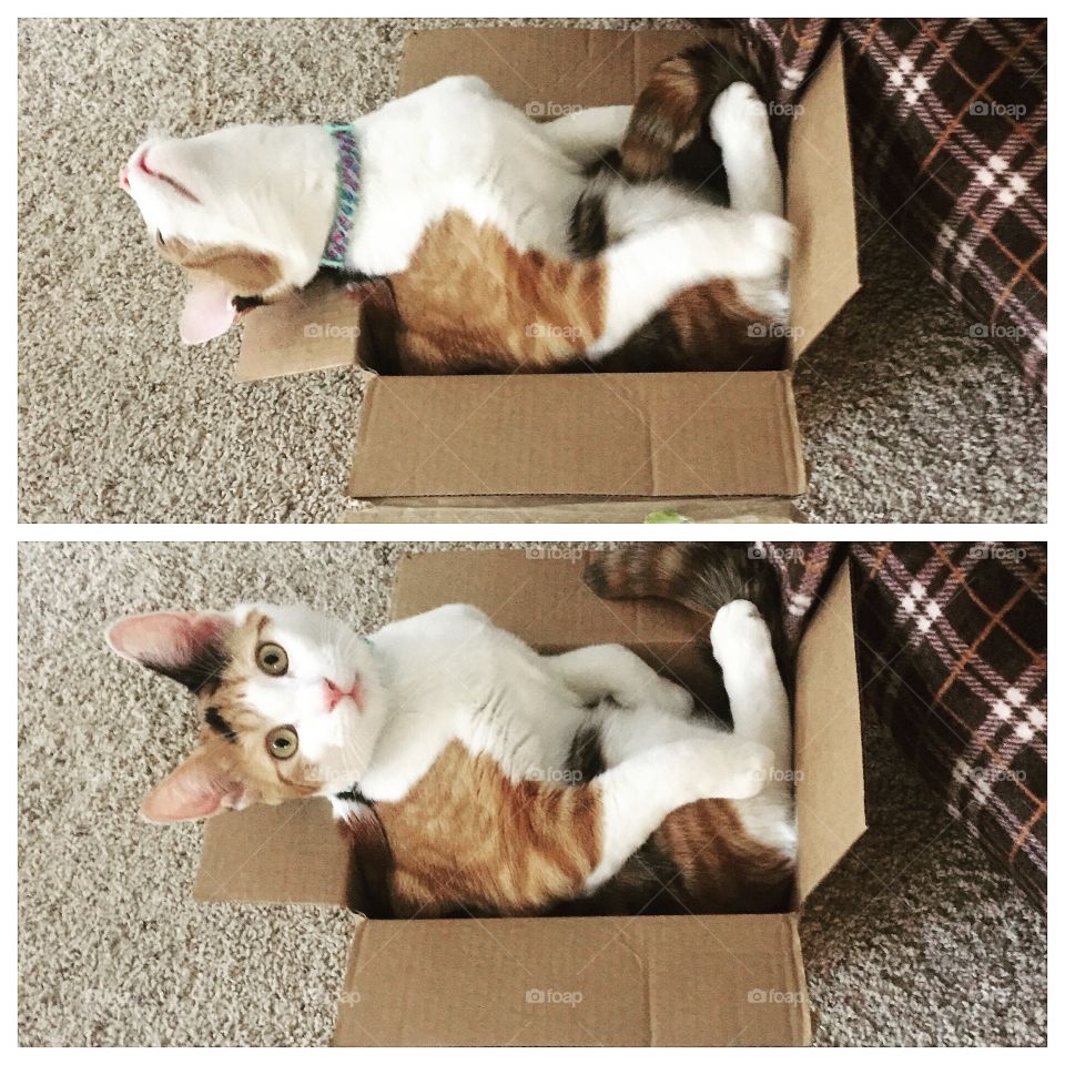 If it fits, it sits. Kitty in a box.
