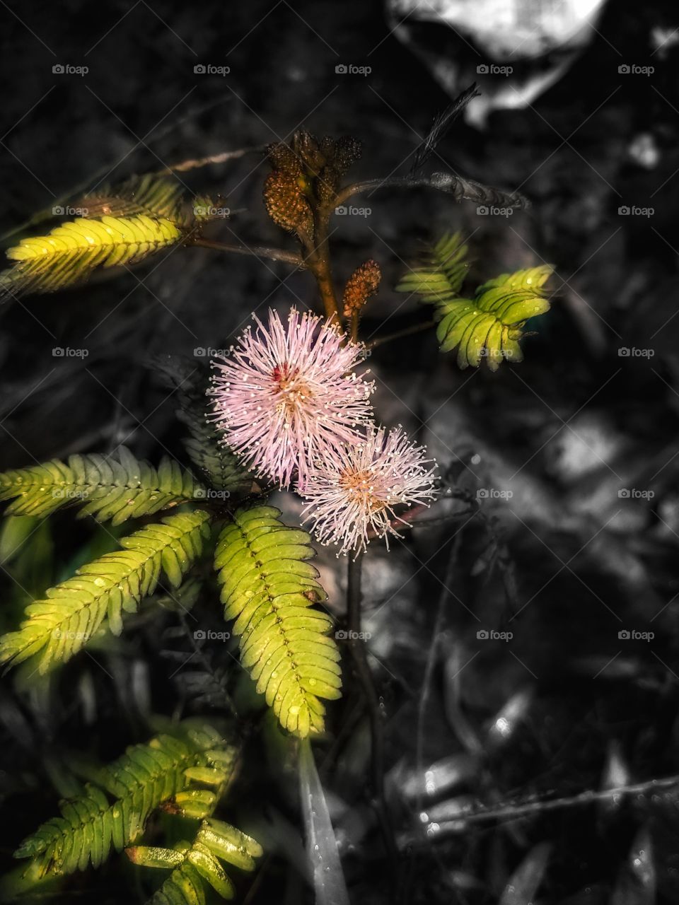 beautiful flower in black and white background