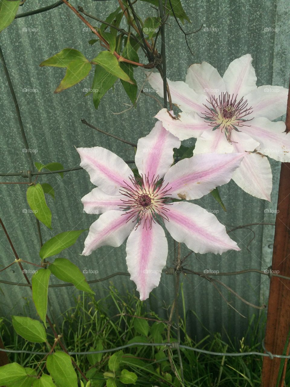 Clematis on a gloomy spring day. 