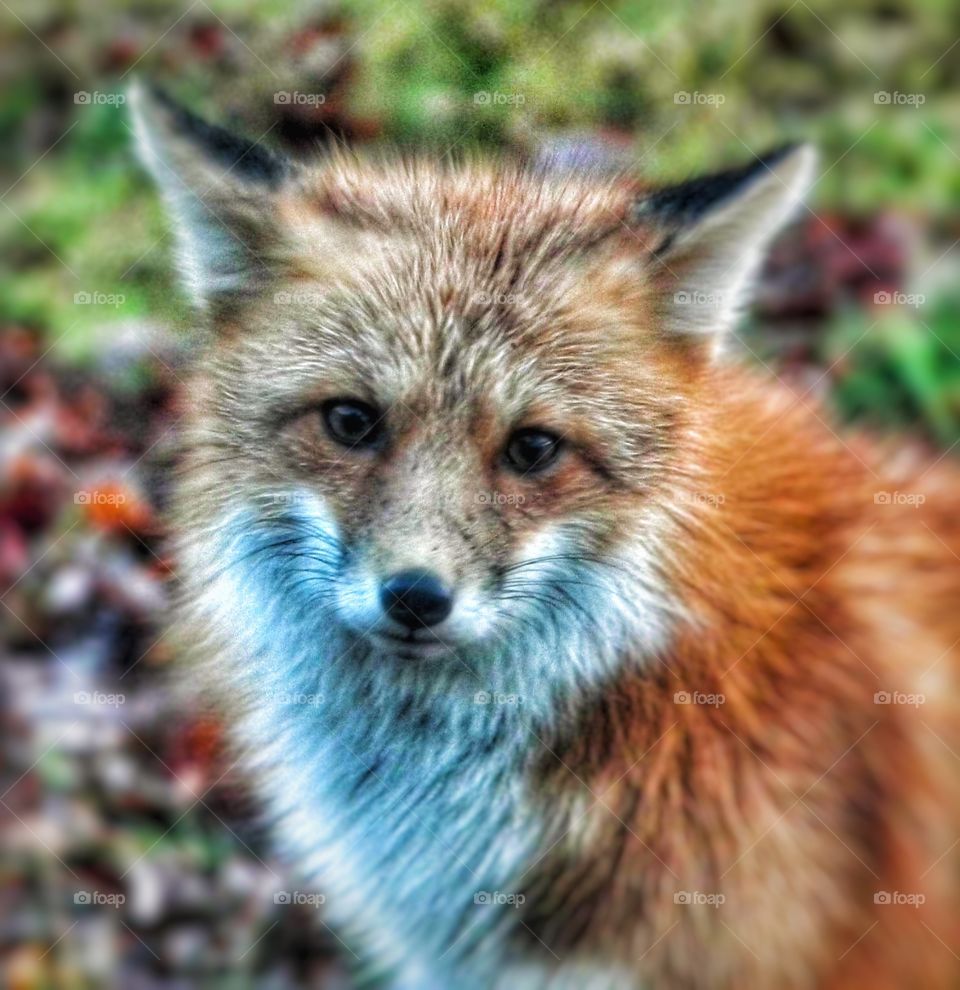Red fox 001

