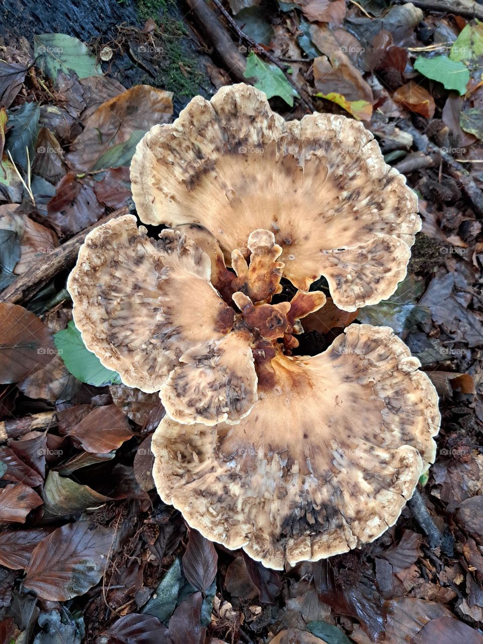 Mushroom delight