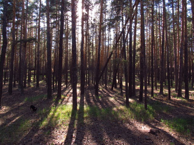 сосновый лес в разгаре лета