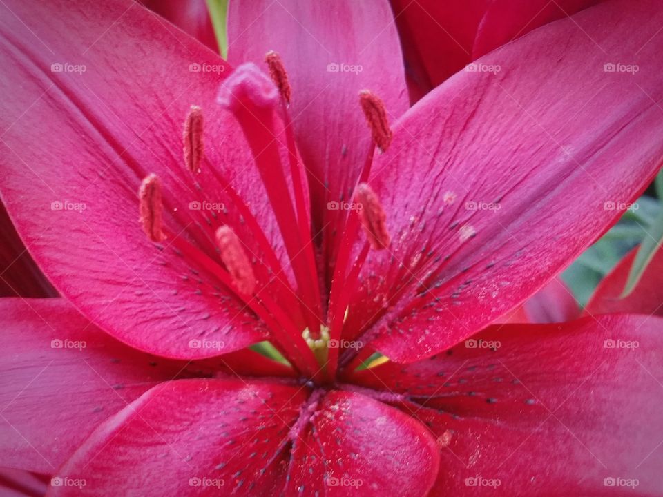 Extreme close-up of blooming pink flower