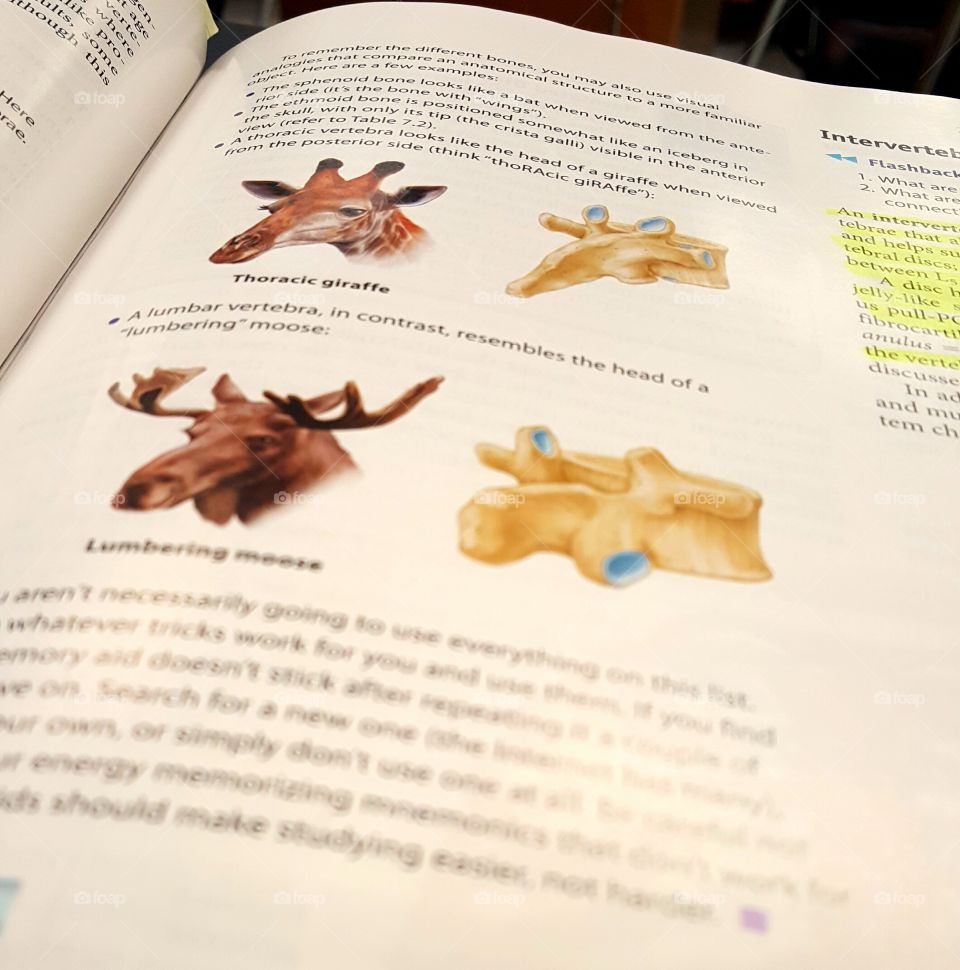 Even Giraffes have to work. Helping us all study, we have that Thoracic Giraffe
