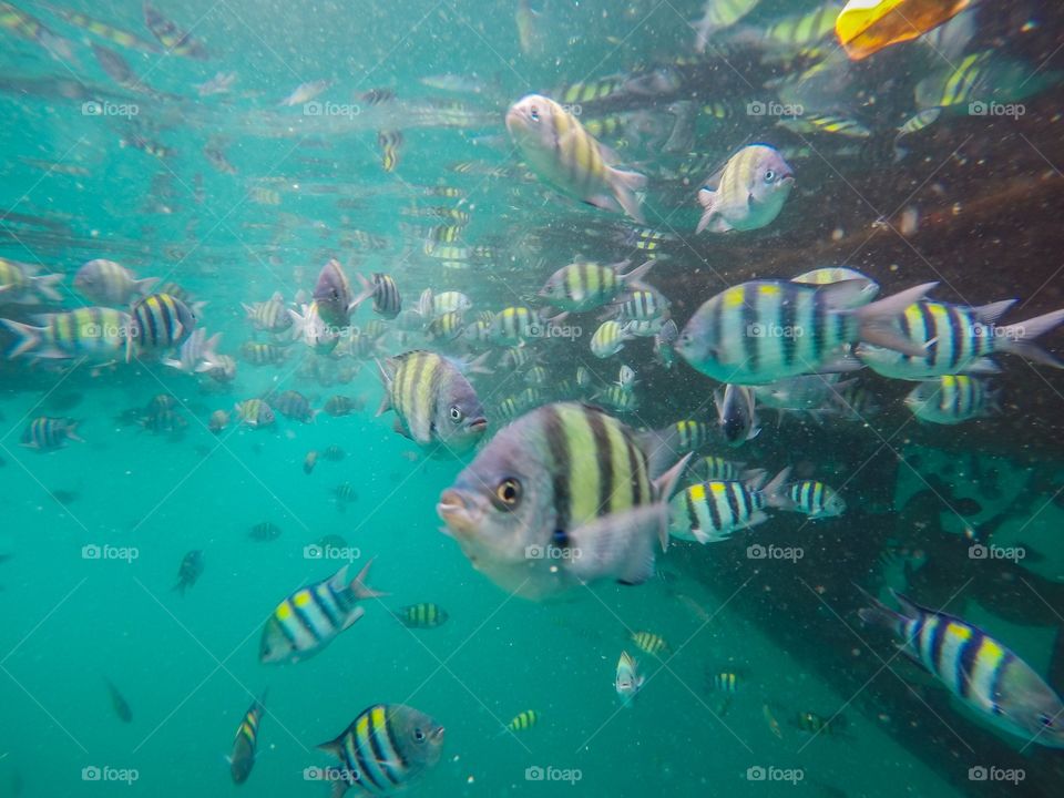 Fishes swimming underwater
