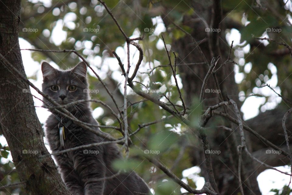 Curiosity and the Cat