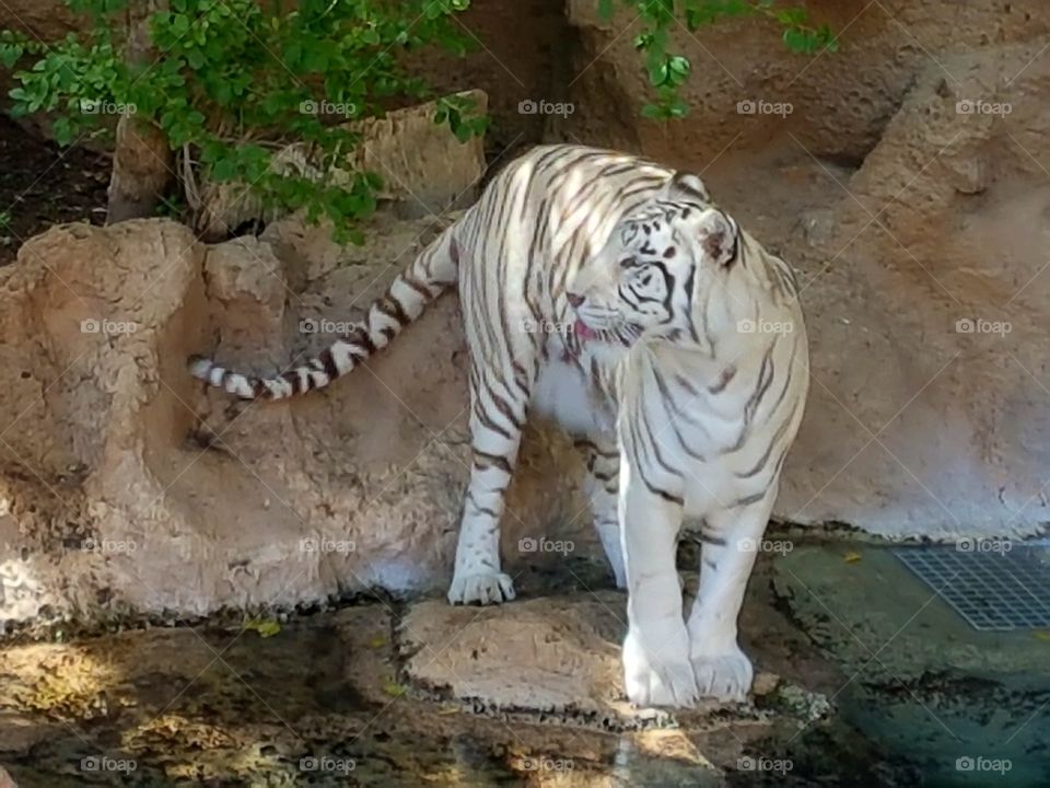 A White bengal tiger sticking his tongue out