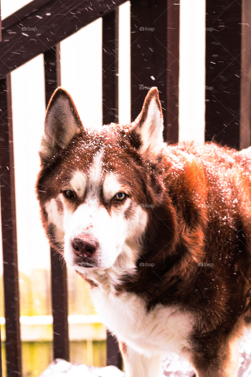 snowy Husky face