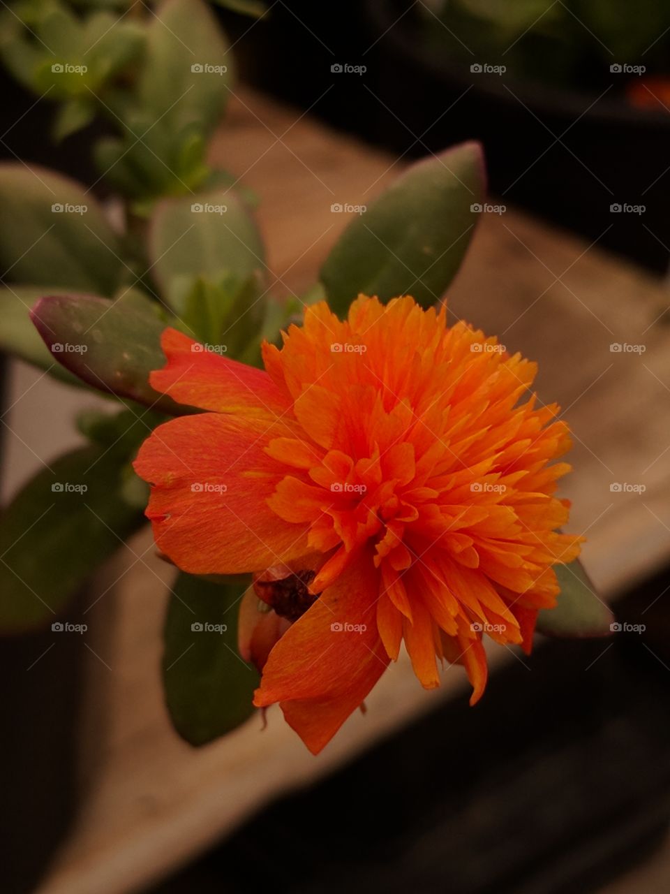 fire orange flower