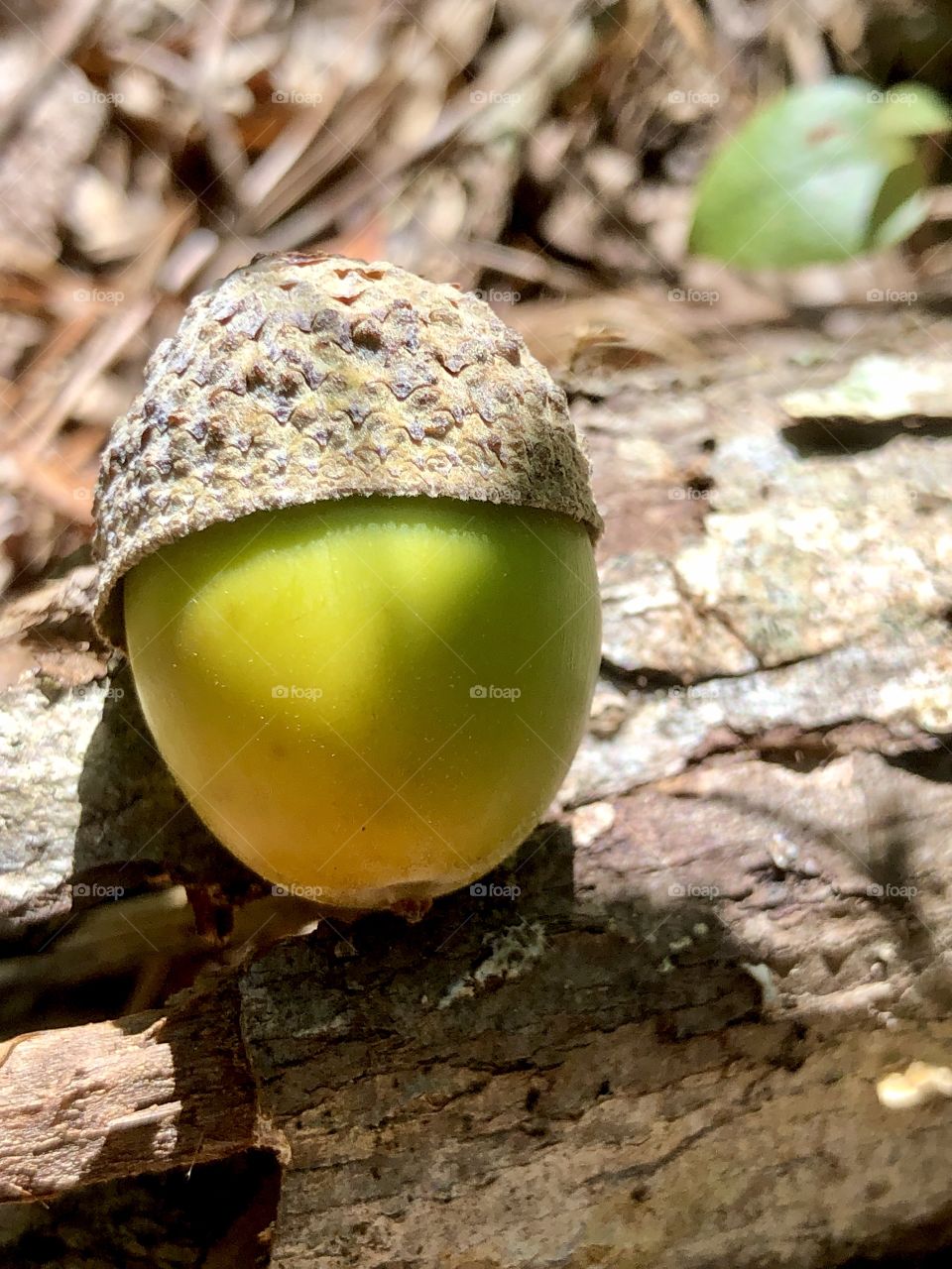 Yellow acorn closeup in forest 