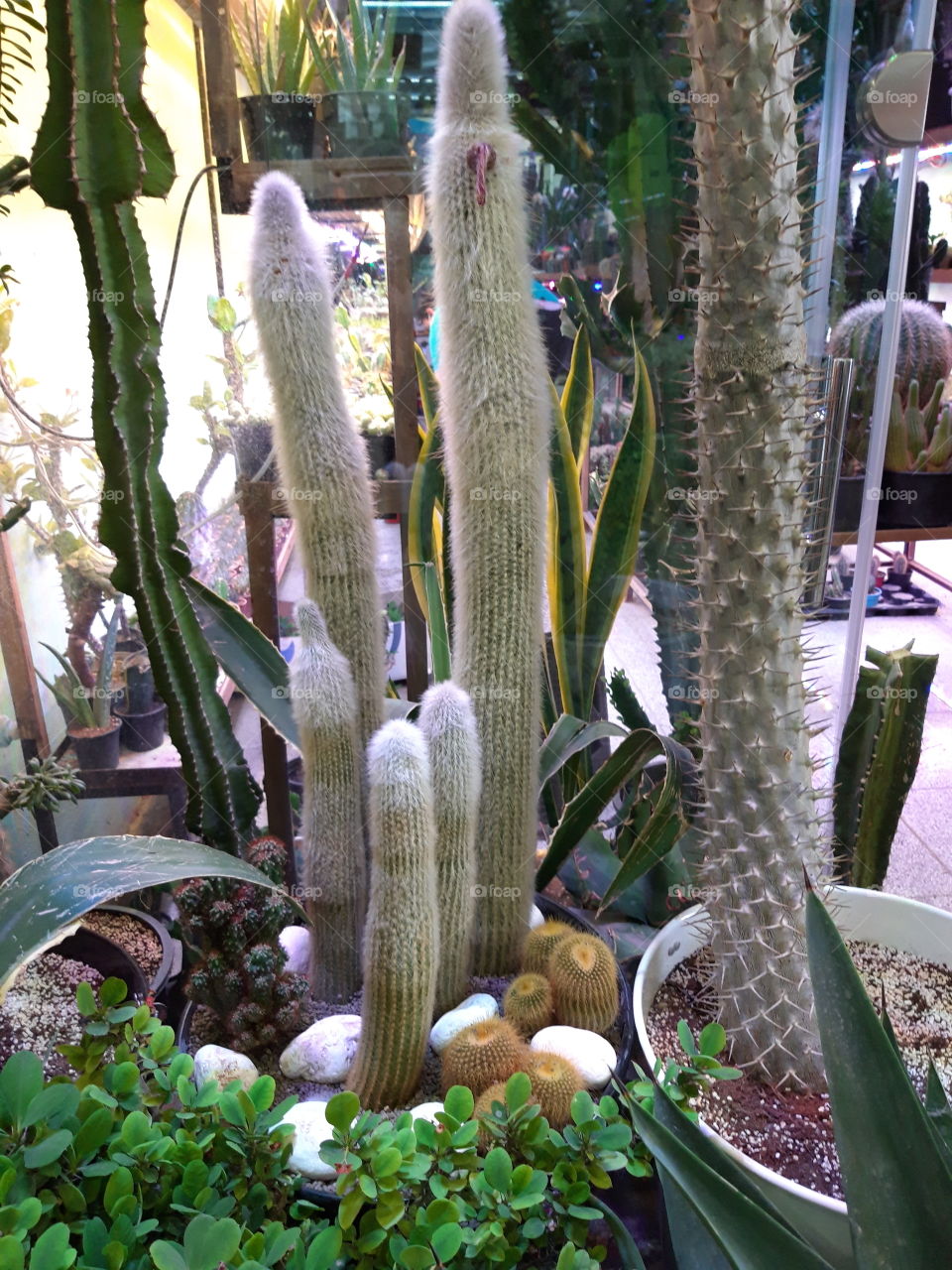 cactus
