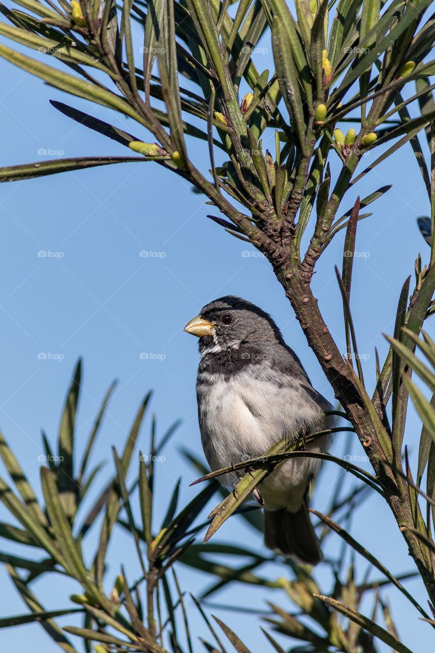 Coleiro, Brazilian bird famous for its song (Sporophila caerulescens)