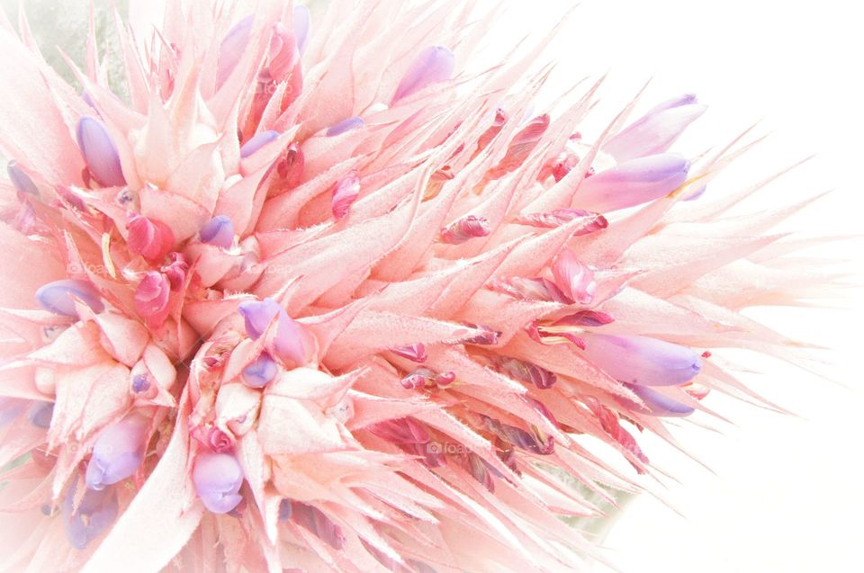 Close-up of flowers