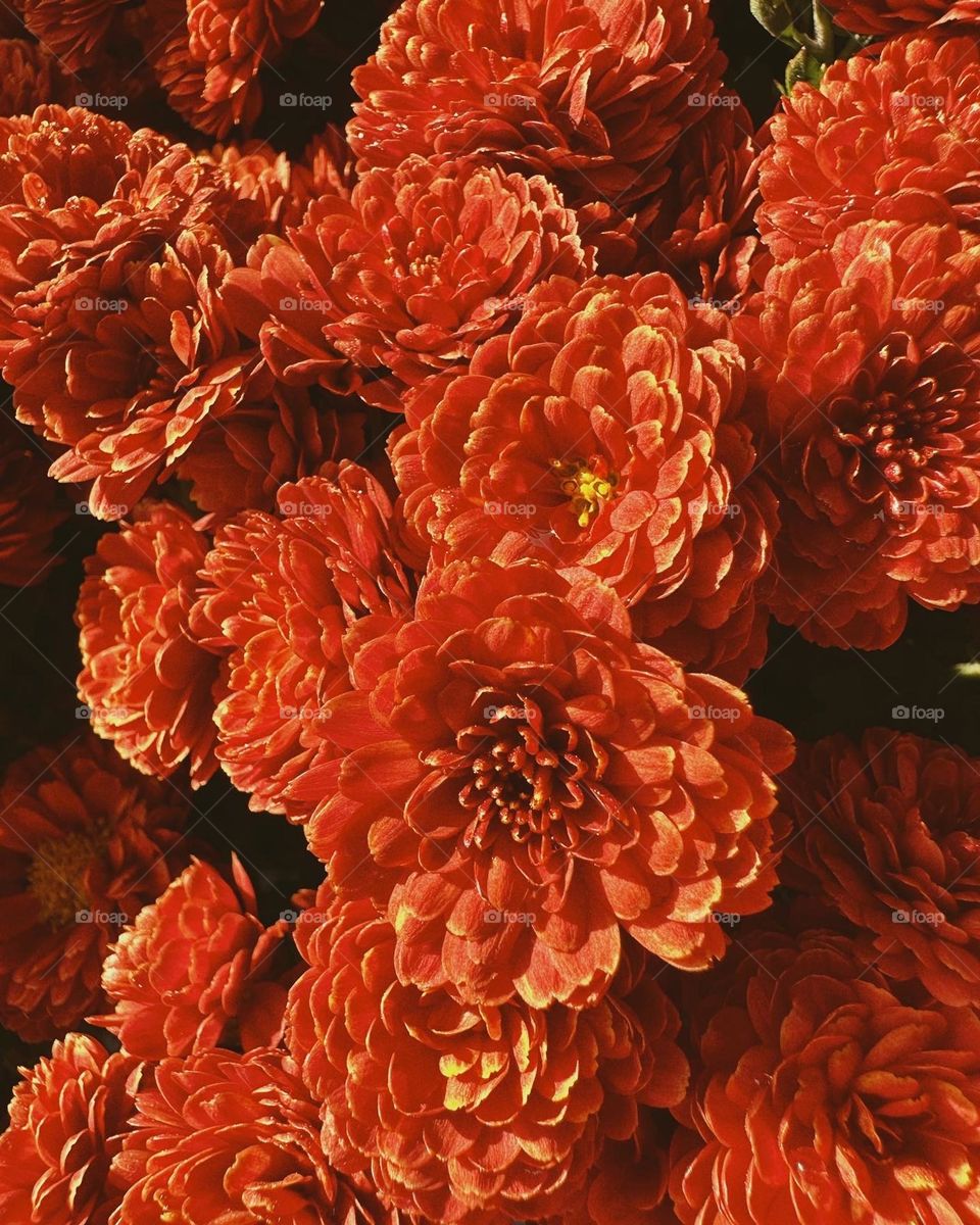 An orange, hued chrysanthemum sitting in all its beauty and splendor.