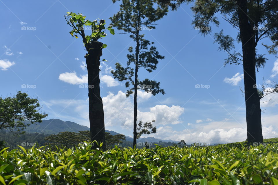 Beautiful indeed # tea estate #mountain