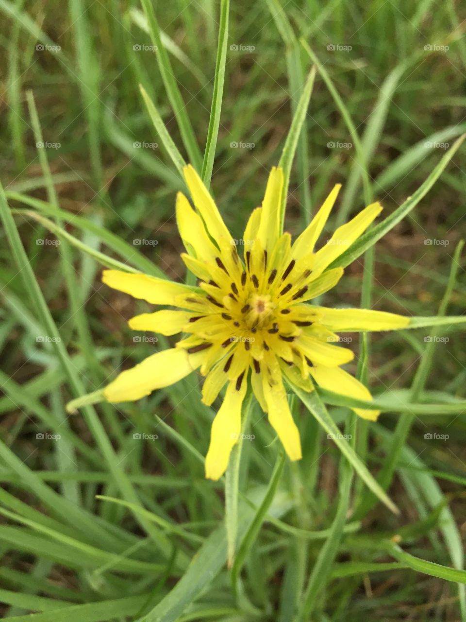 Western Salsify  Closeup